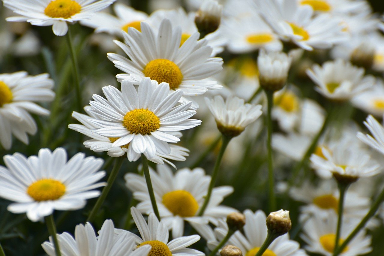 daisies, flower wallpaper, flower meadow, bloom, summer, meadow marguerite, flower background, flower, garden, blossoms, petals, beautiful flowers, spring, plant, flora, white, nature