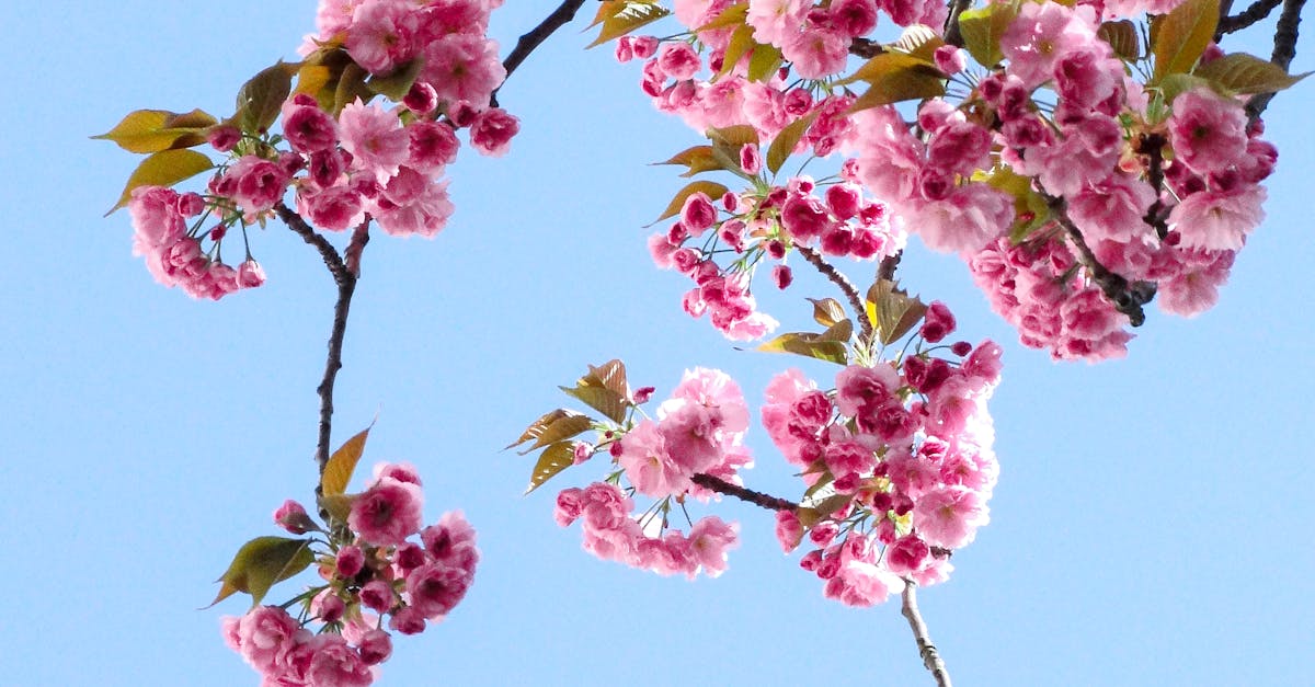 Beautiful cherry blossoms in full bloom on a clear spring day with a vibrant blue sky background.